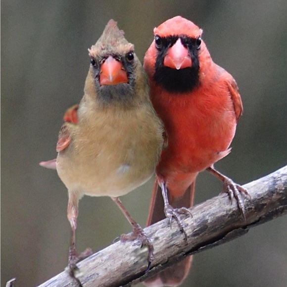 Meet your Posher - Picture 1 of 2